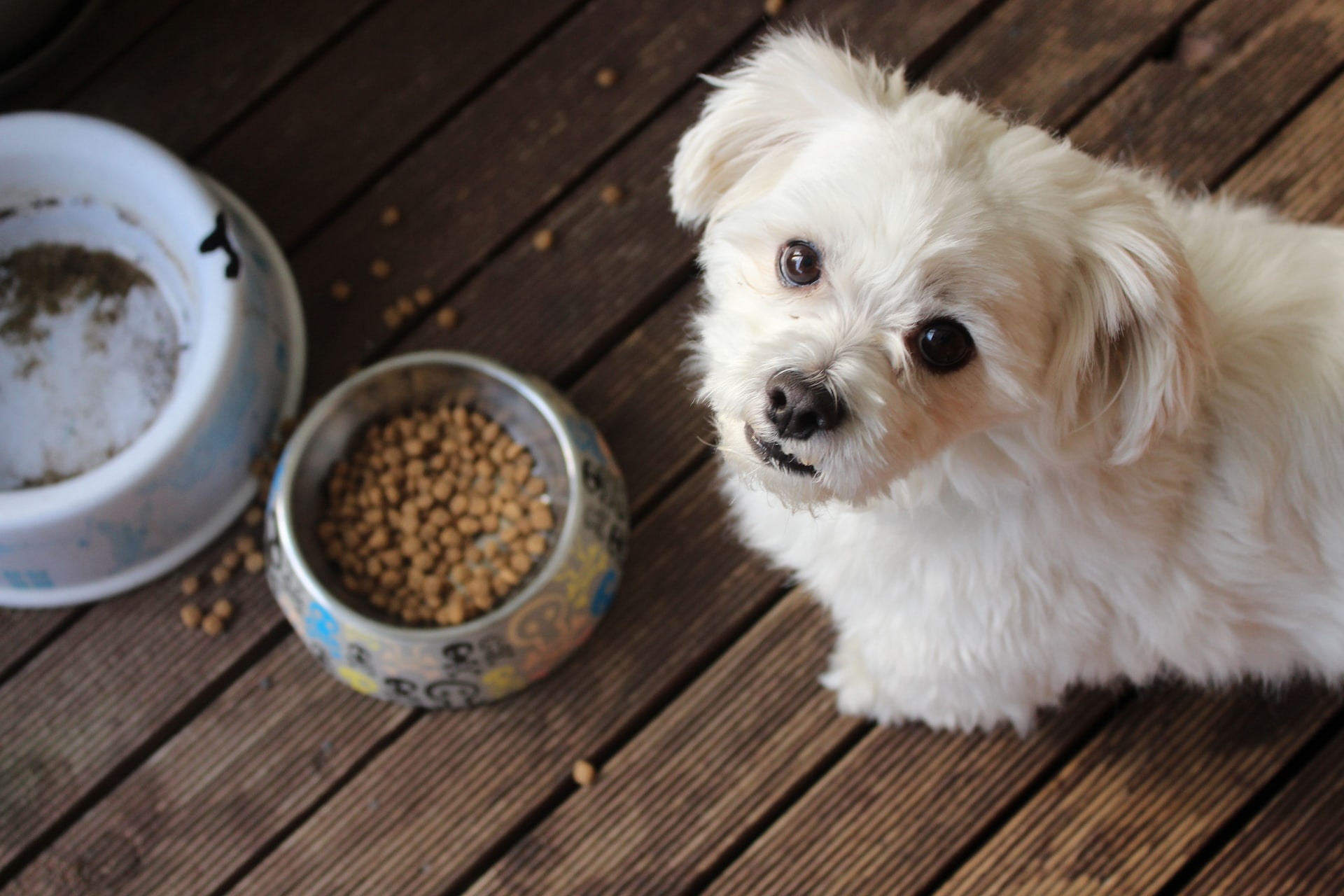 Lee más sobre el artículo Razones por las que no darle alimento de baja calidad a tu mascota