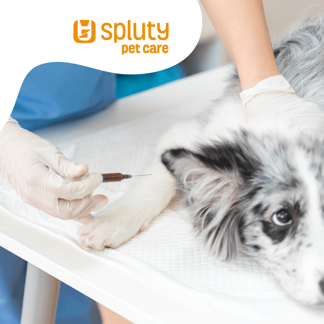 Lee más sobre el artículo <strong>Calendario de vacunación para tu perro</strong>